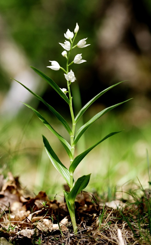 Orchis pallens e Orchis mascula