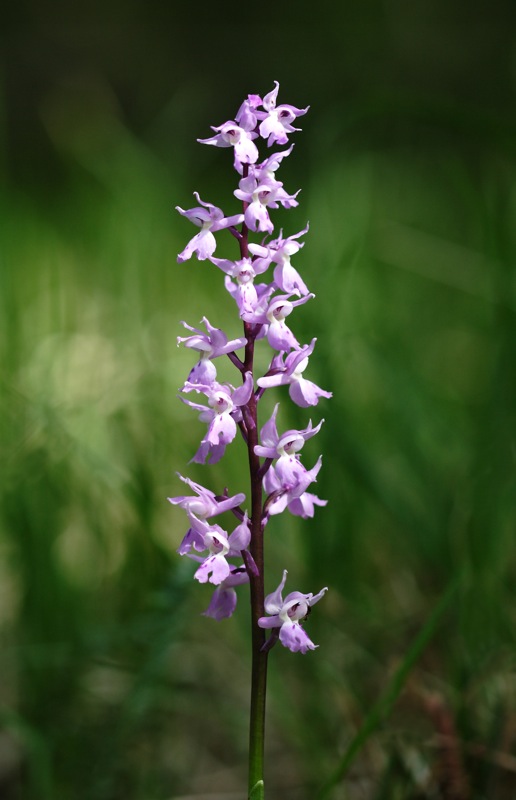 Orchis pallens e Orchis mascula