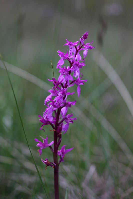 Orchis pallens e Orchis mascula