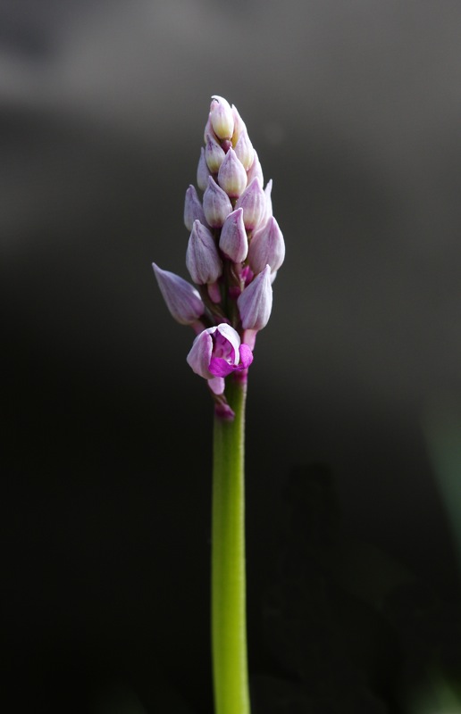 Orchis simia et al. dal triestino