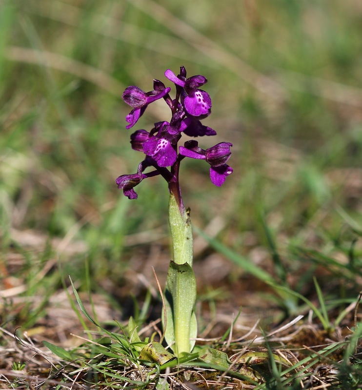 Orchis simia et al. dal triestino