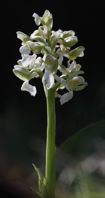 Orchis simia et al. dal triestino