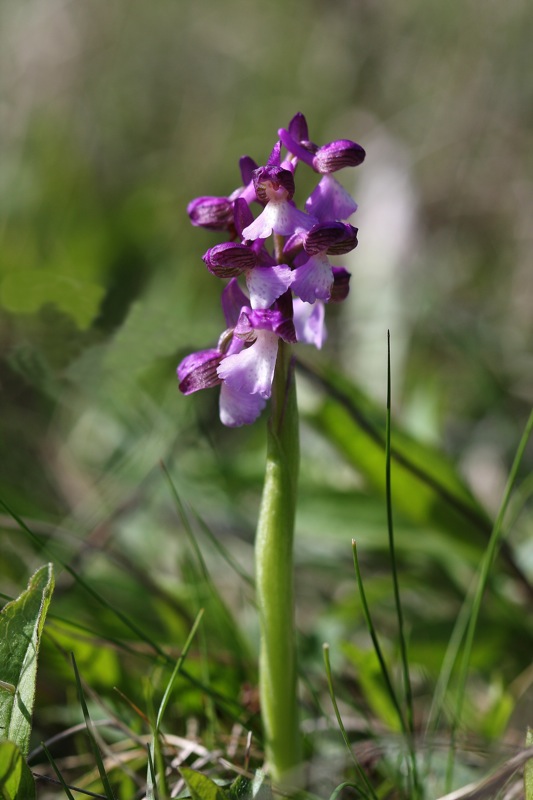 Orchis simia et al. dal triestino