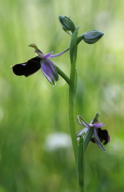 Orchidee a Cervia (RA)