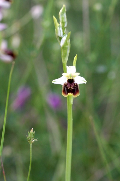 holosericea tardiva