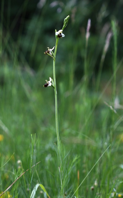 holosericea tardiva