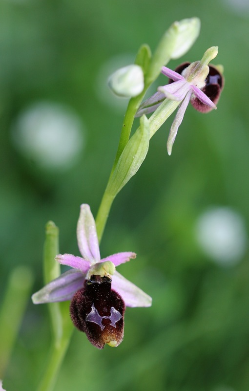 Orchidee a Cervia (RA)