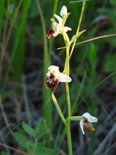 holosericea tardiva