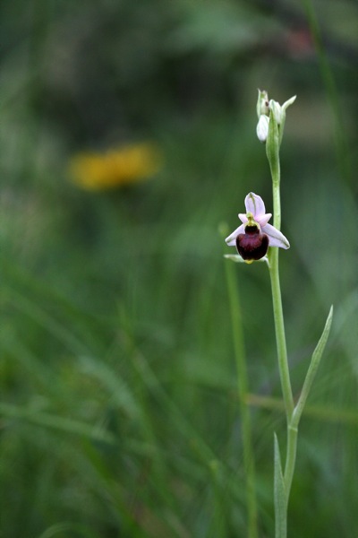 holosericea tardiva