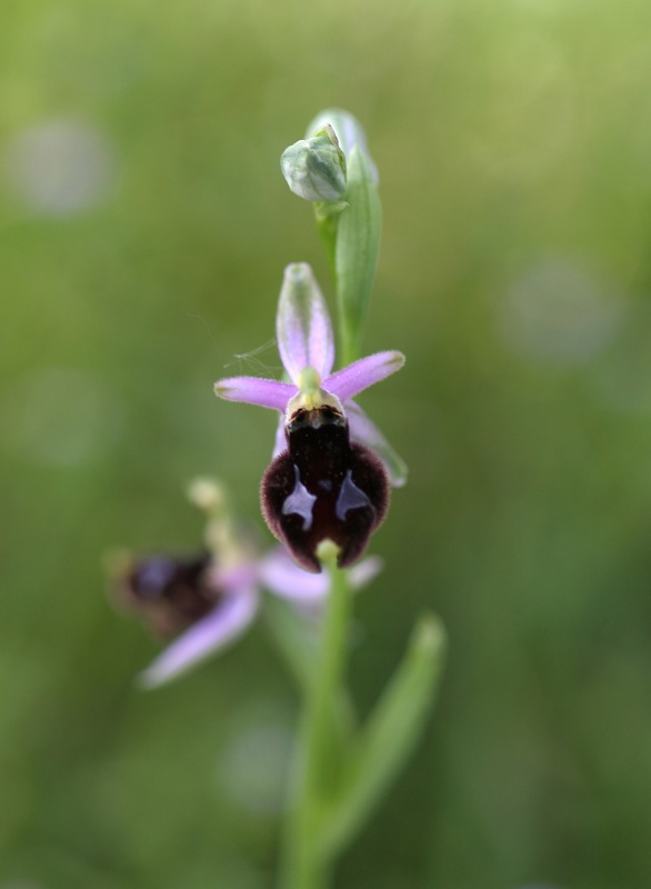 Orchidee a Cervia (RA)