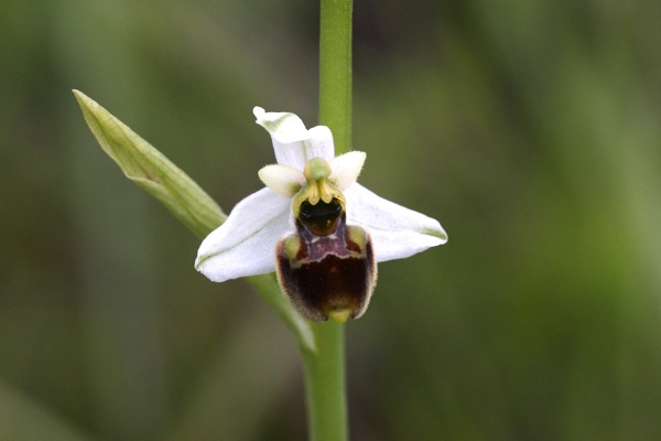 holosericea tardiva