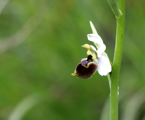 holosericea tardiva