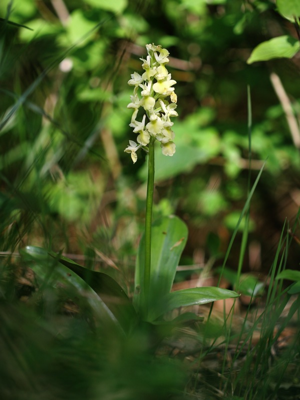 Orchis pallens e Orchis mascula