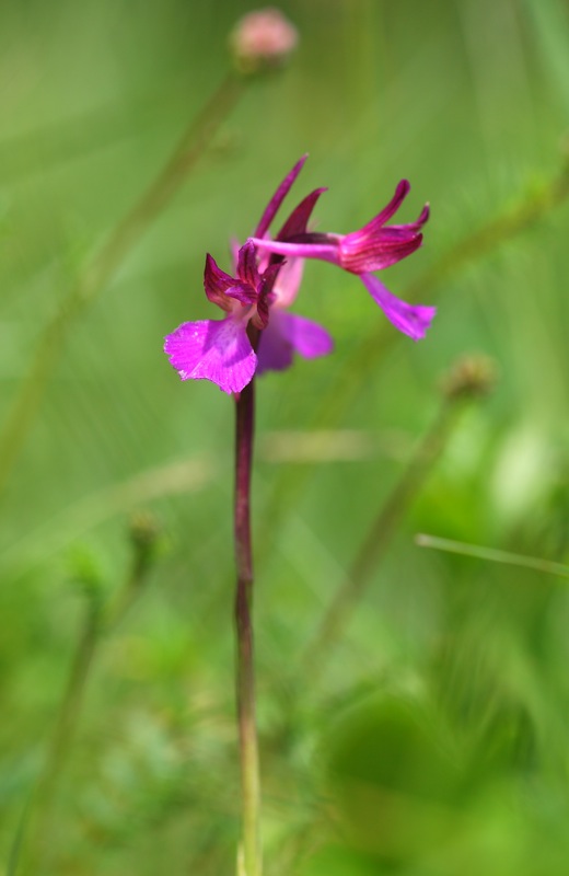 Anacamptis xgennarii a Trieste