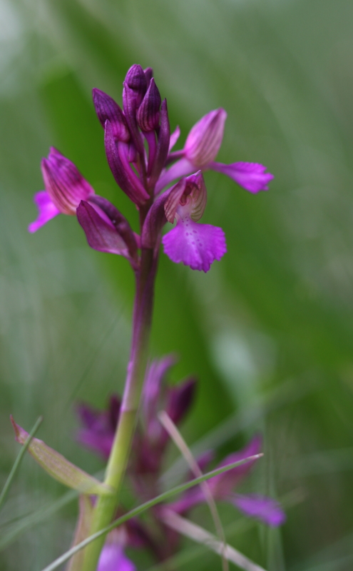 Anacamptis xgennarii a Trieste