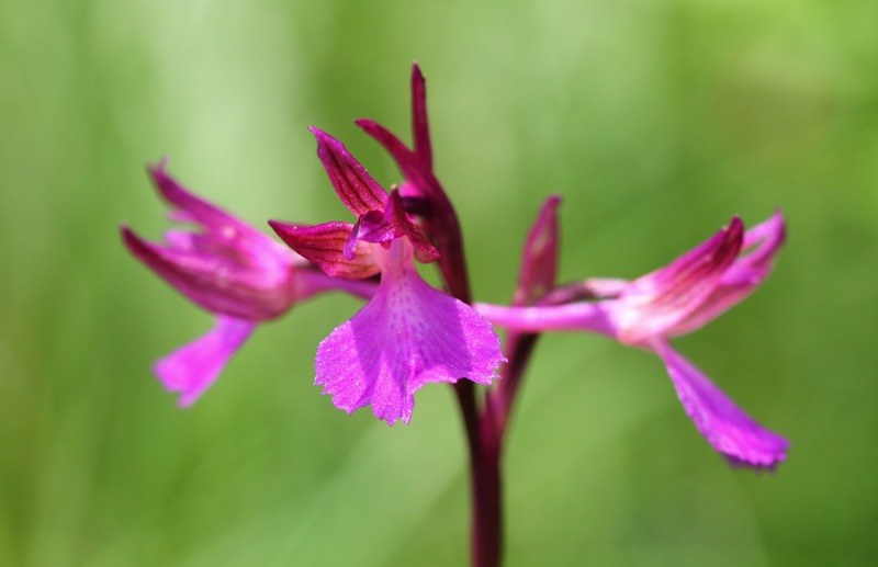 Anacamptis xgennarii a Trieste