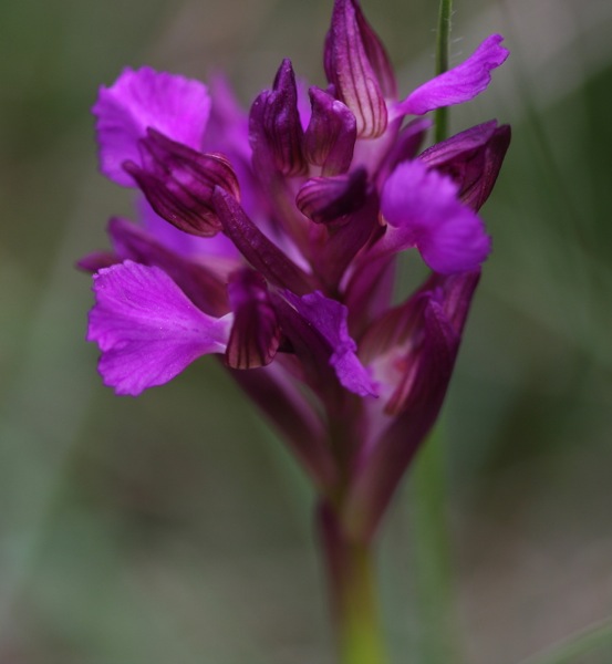 Anacamptis xgennarii a Trieste