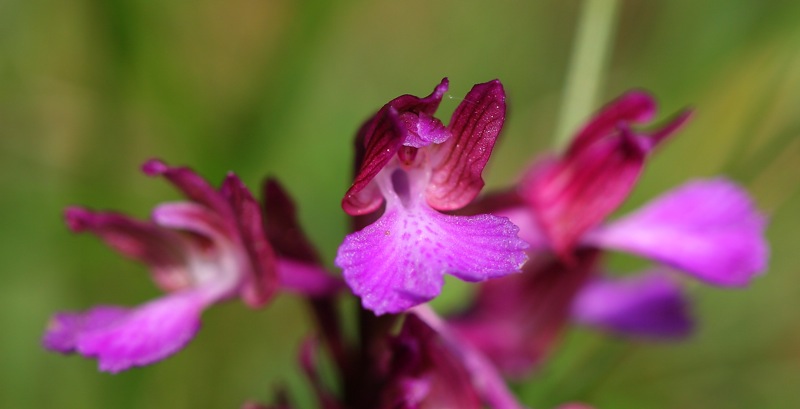 Anacamptis xgennarii a Trieste