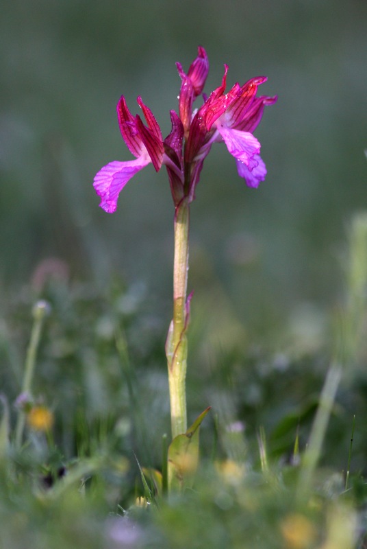 Orchidee a Premantura