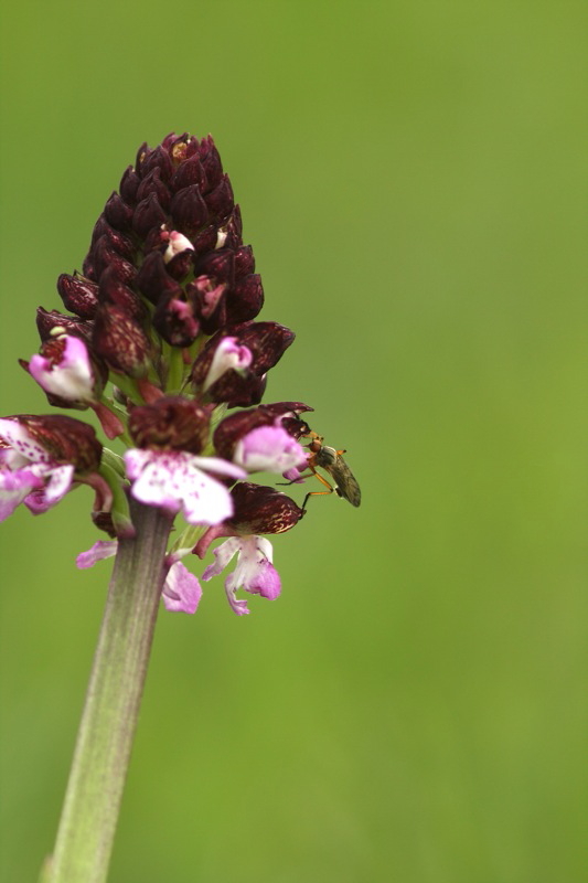 Orchis purpurea con impollinatore