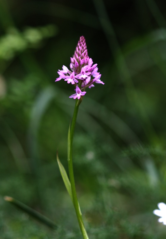 Orchidee a Cervia (RA)