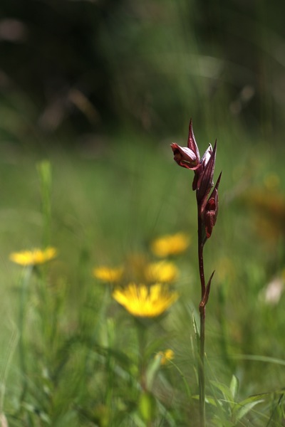 Serapias vomeracea