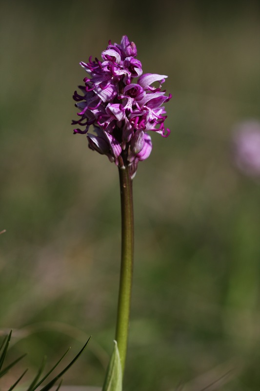 Orchis simia et al. dal triestino