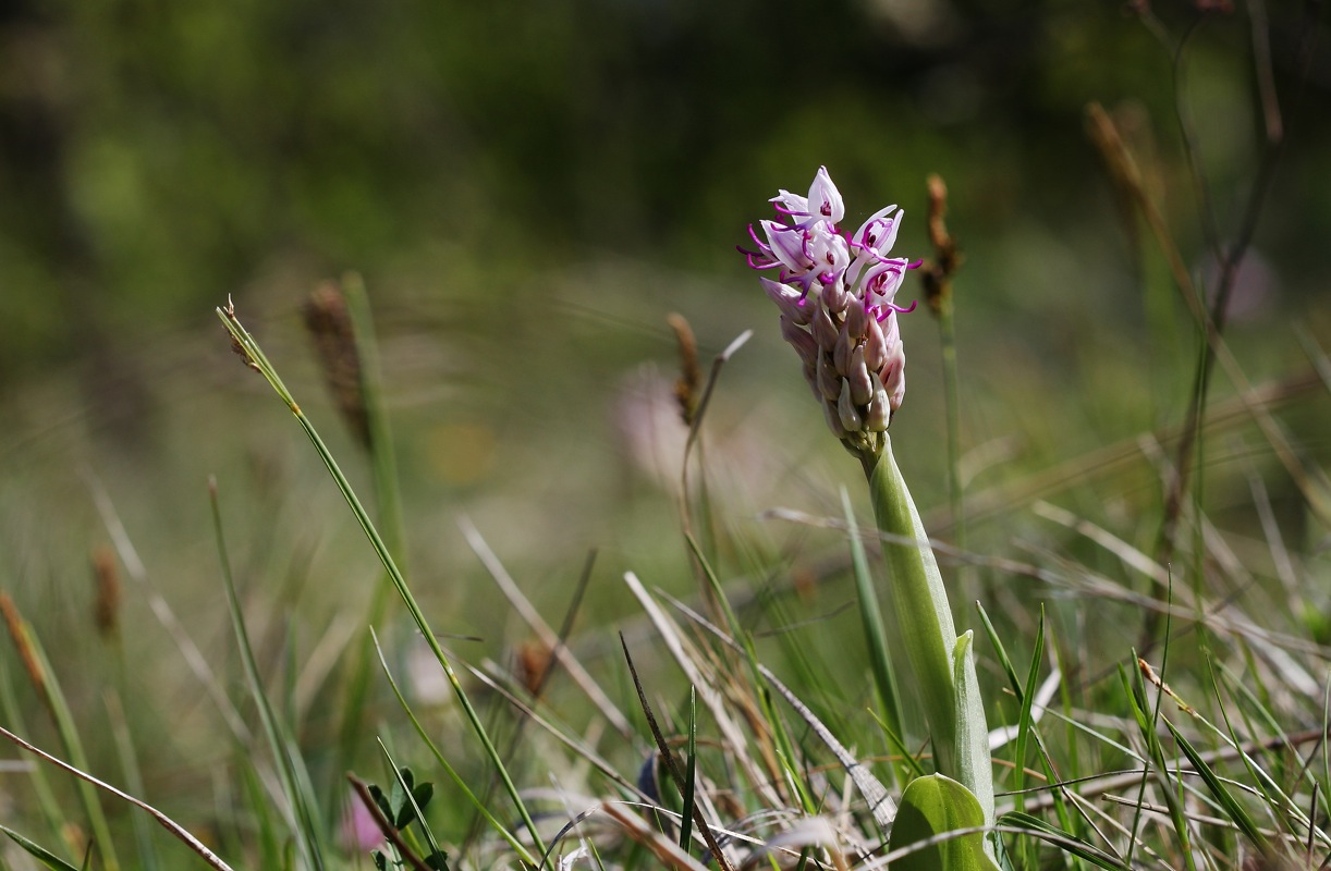 Orchis simia et al. dal triestino