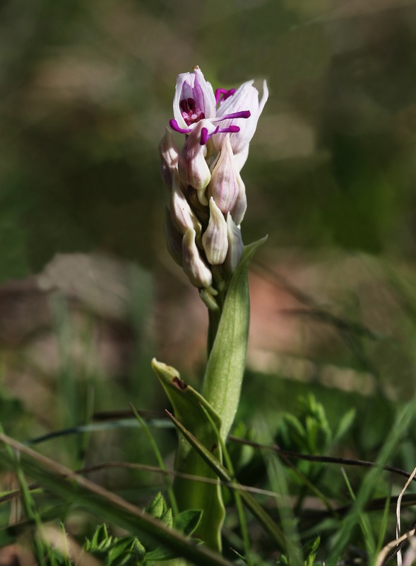 Orchis simia et al. dal triestino