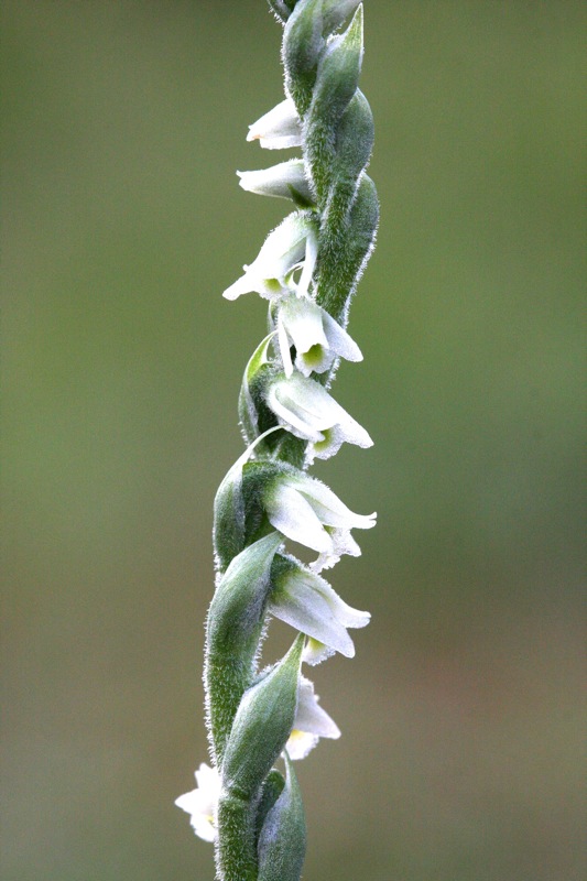 Spiranthes in riviera romagnola