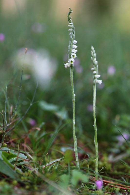 Spiranthes in riviera romagnola