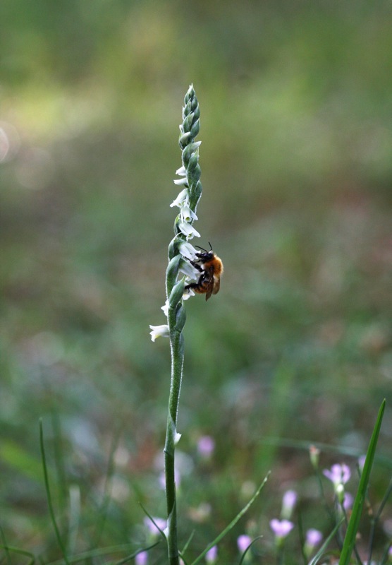 Spiranthes in riviera romagnola