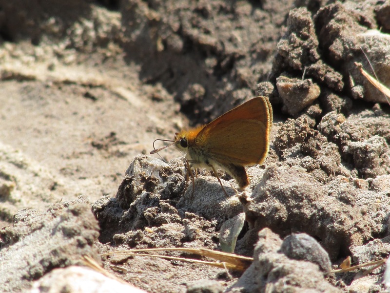 Heteropterus morpheus triestina et al.