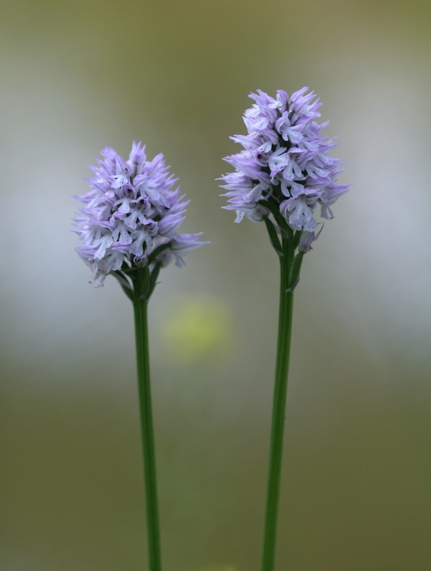 Orchidee a Cervia (RA)