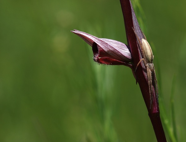 Serapias vomeracea