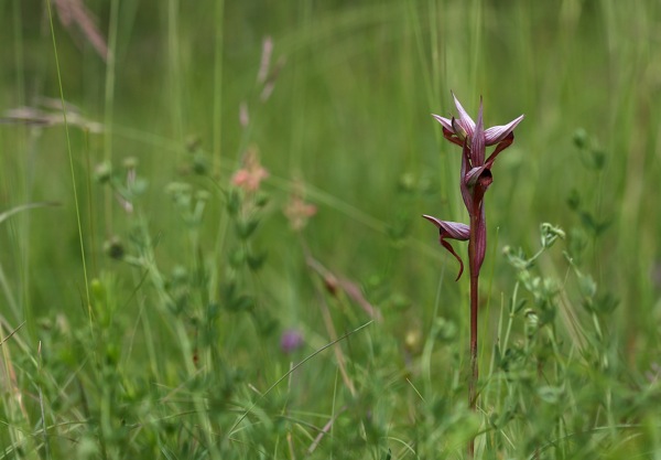 Serapias vomeracea