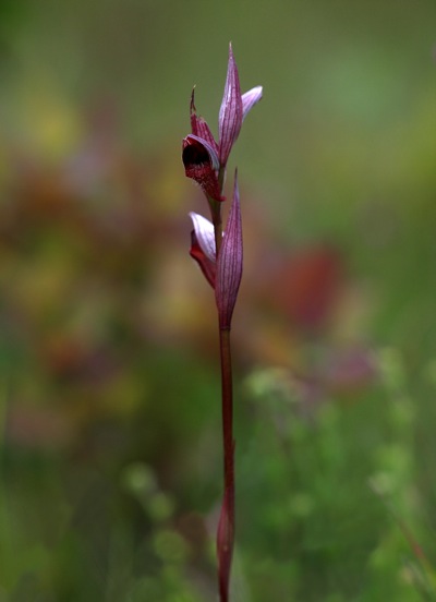 Serapias vomeracea