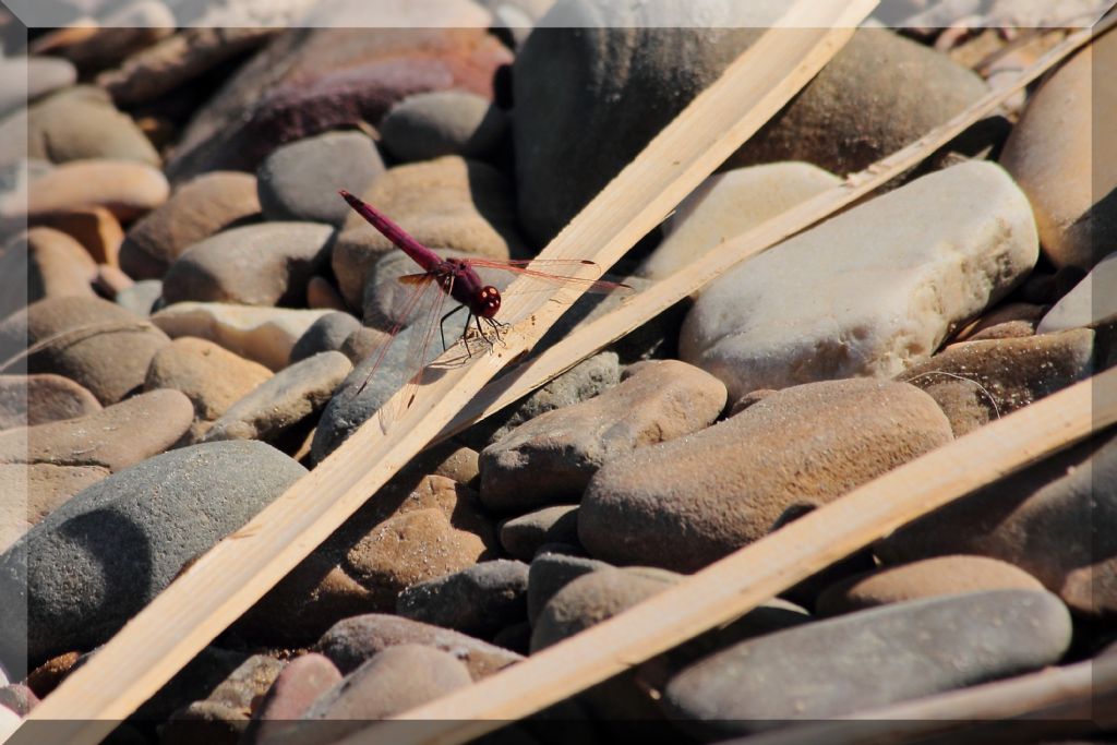 Trithemis annulata? - S