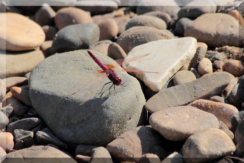 Trithemis annulata? - S