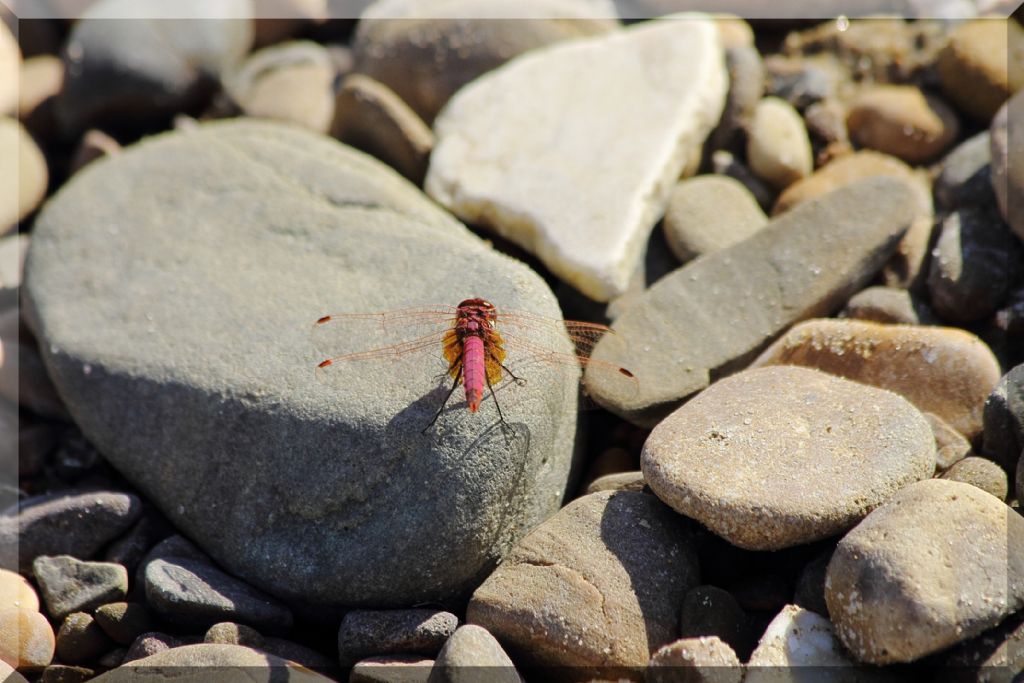 Trithemis annulata? - S