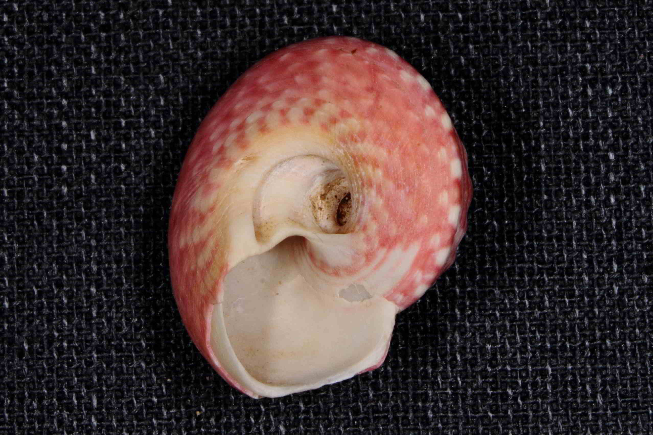 gasteropode croato; gibbula magus?