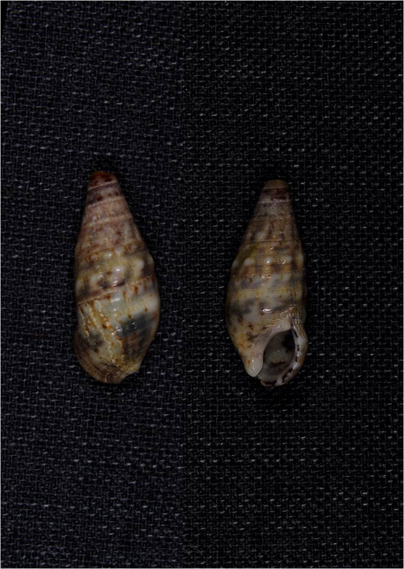 ancora Cerithium lividulum ?