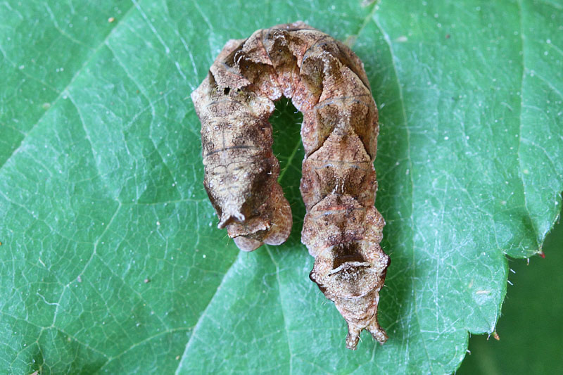 Bruco da ID - Thyatira batis,  Drepanidae