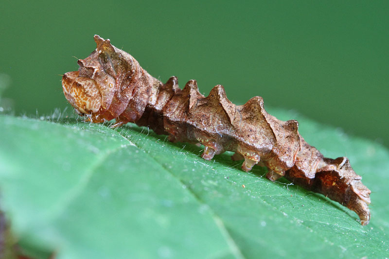 Bruco da ID - Thyatira batis,  Drepanidae