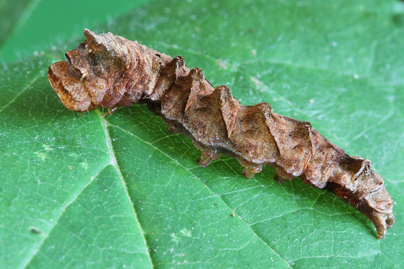 Bruco da ID - Thyatira batis,  Drepanidae