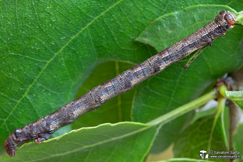 Larva di Geometridae su Prunus spinosa da ID