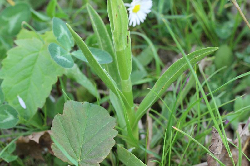 Dactylorhiza sambucina da confermare