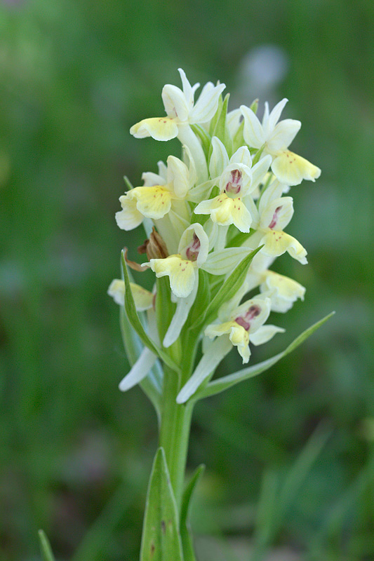 Dactylorhiza sambucina da confermare