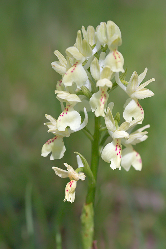 Altra orchidea da determinare