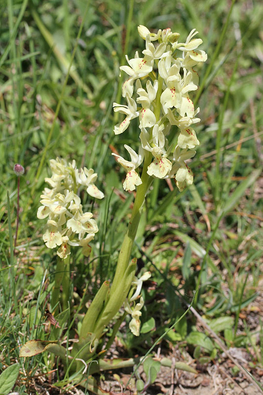 Altra orchidea da determinare